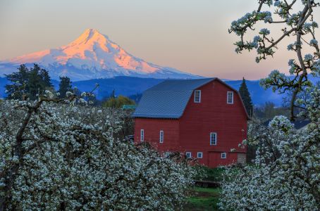 Hood River Pear Blossom with Mt.Hood
