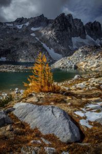 Larch at Isolation Lake