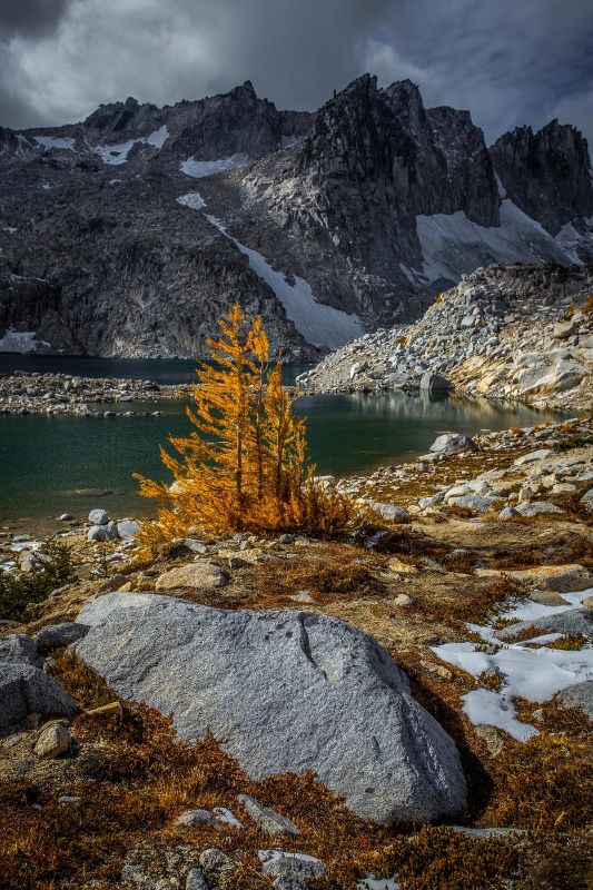 Larch at Isolation Lake