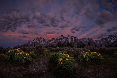 Arrowleaf Patch at Dawn (1)
