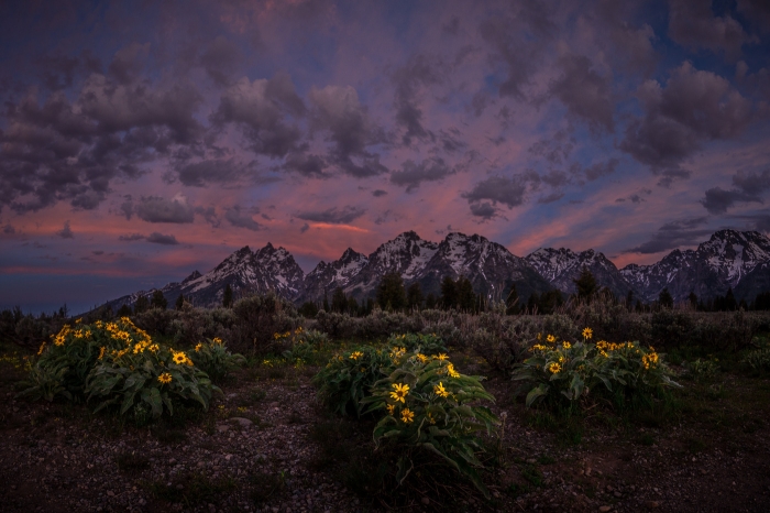Arrowleaf Patch at Dawn (1)