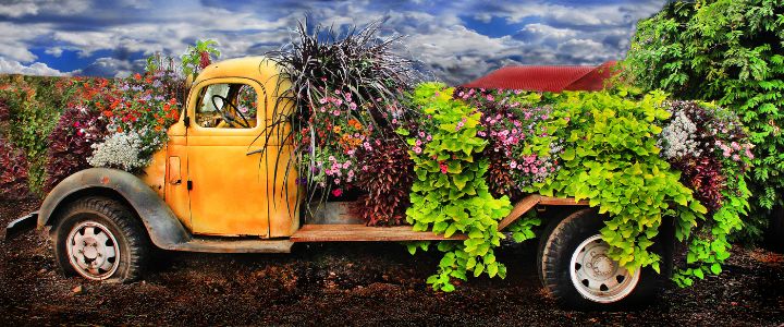 Sauvies Yellow Truck