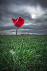 Reaching for the Light