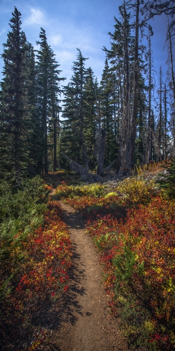 The PCT at Breitenbush Trailhead