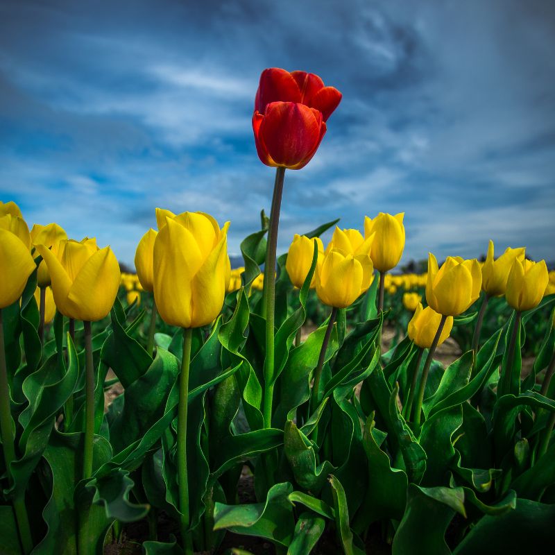 A Head above the Rest