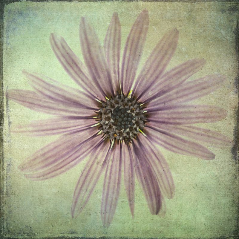 98427GG Lush Vintage Florals VIII