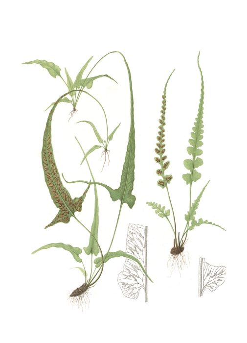 38032D Spring Ferns II