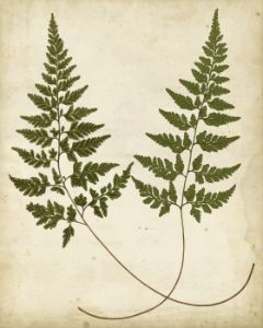 29098Z Fern Portfolio I