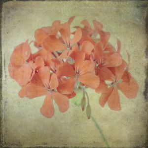 98428GG Lush Vintage Florals IX