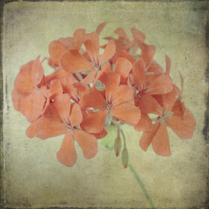 98428GG Lush Vintage Florals IX