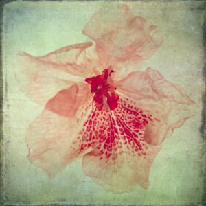 98425GG Lush Vintage Florals VI