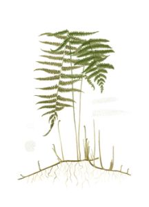 38033D Spring Ferns III