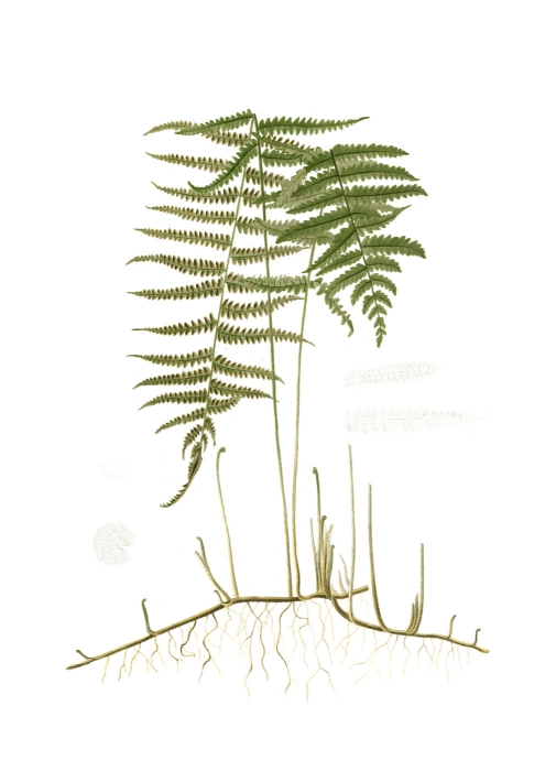 38033D Spring Ferns III