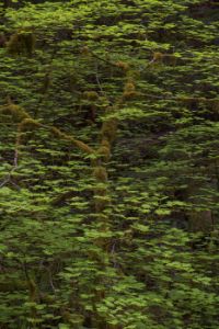 Olympics and Rain Forest-66