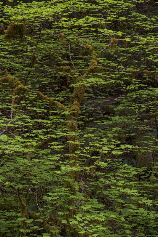 Olympics and Rain Forest-66