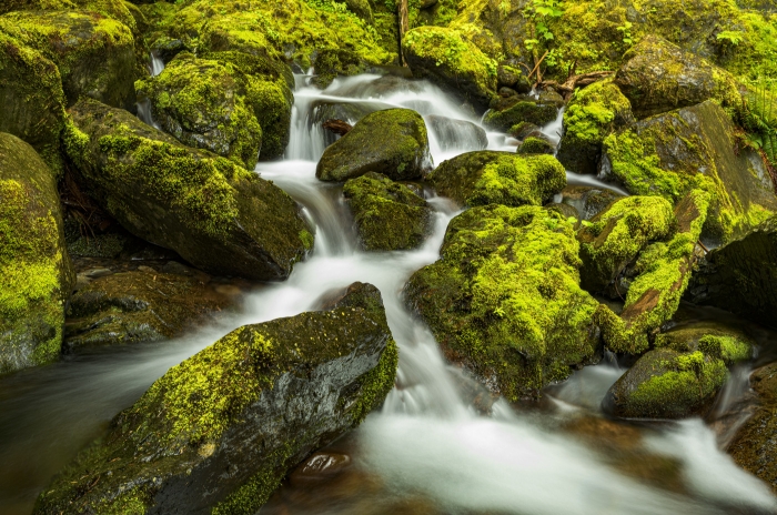 Olympics and Rain Forest-20