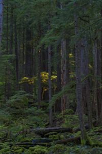 Olympics and Rain Forest-67