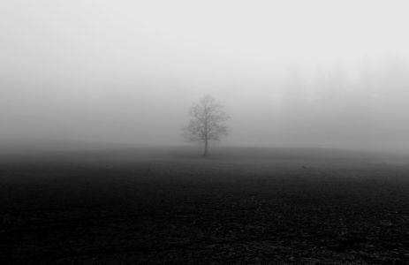 Lonely Tree in Fog B&W