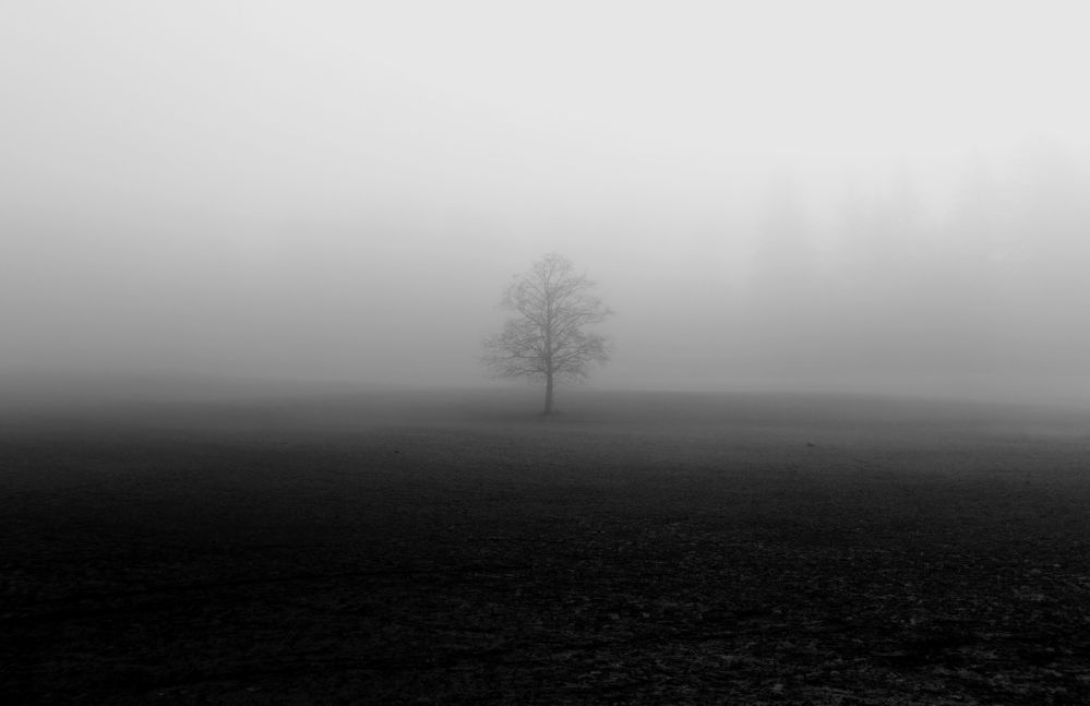Lonely Tree in Fog B&W