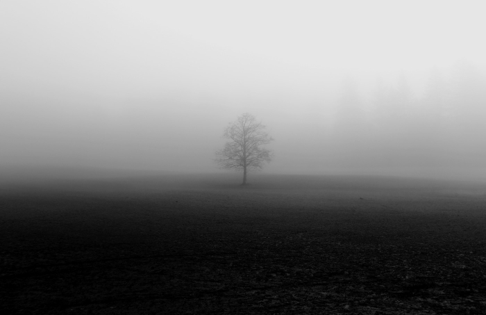 Lonely Tree in Fog B&W