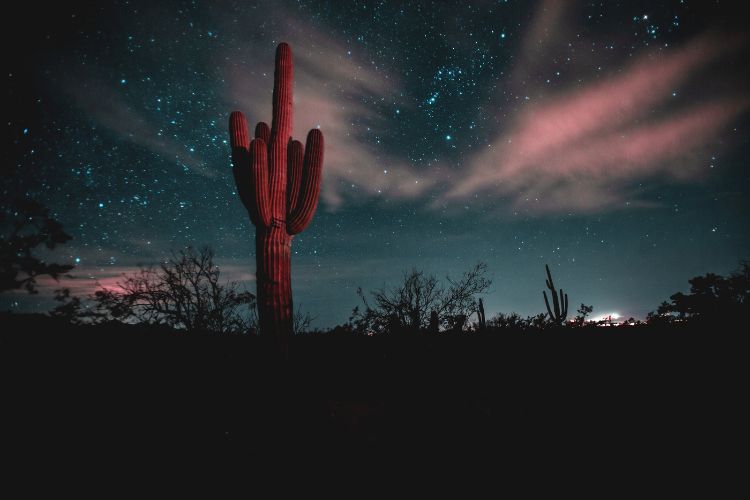 Red Cactus