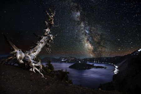 Crater Lake Tree