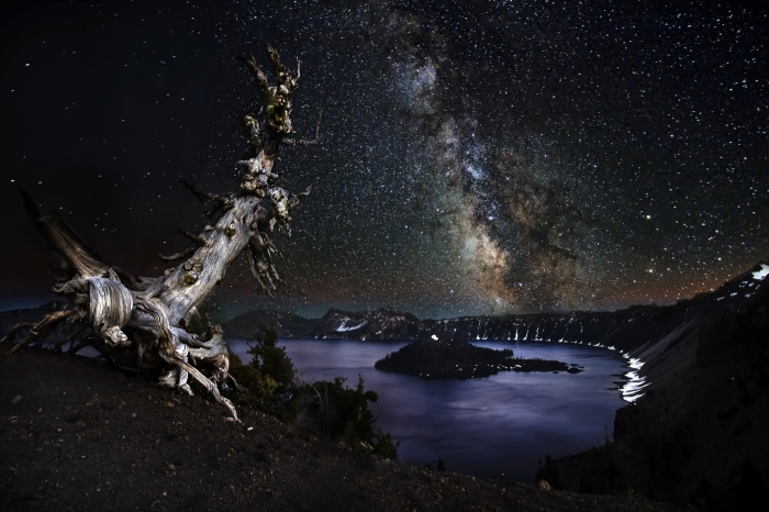 Crater Lake Tree