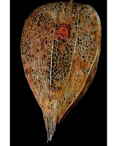 LanternPodWithSeedSmrtShrpn