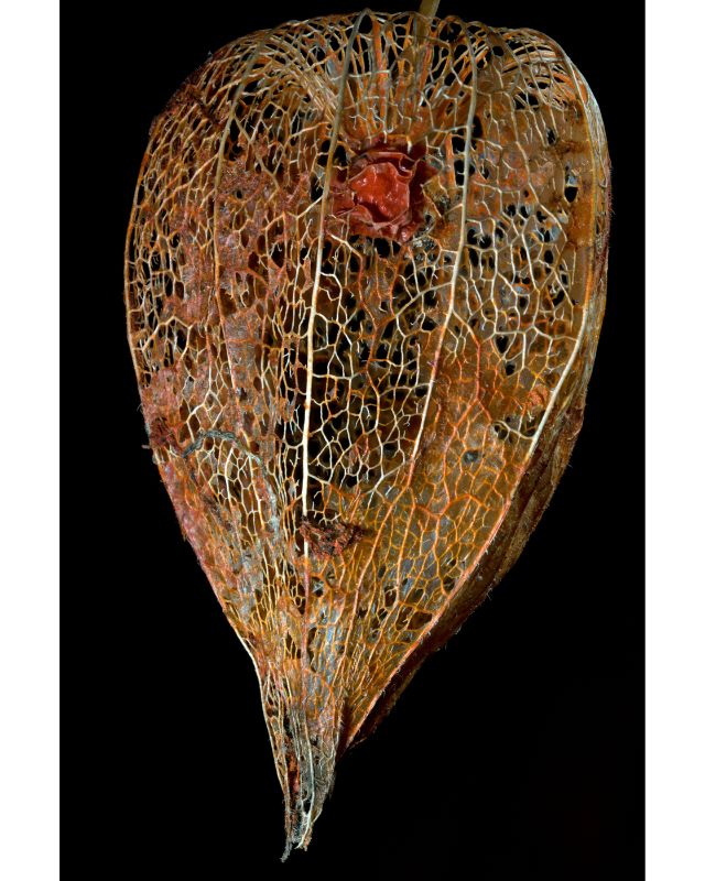 LanternPodWithSeedSmrtShrpn