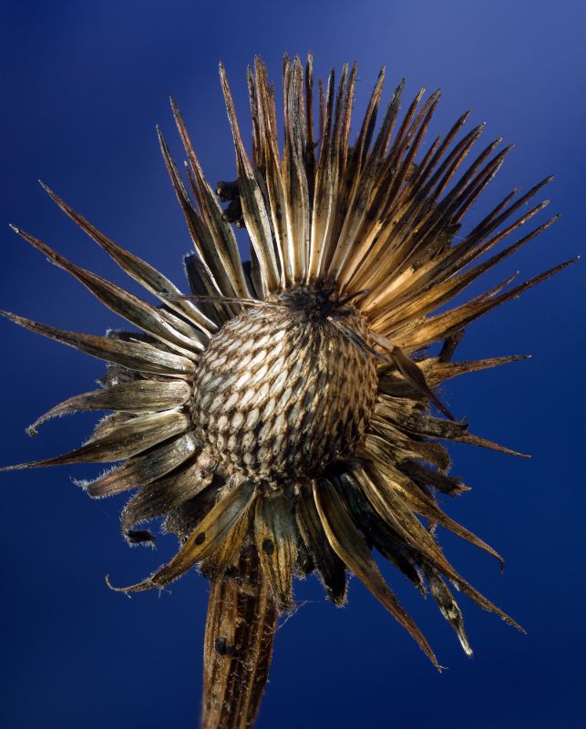 GoldEchinaceaBlueBkgrnd