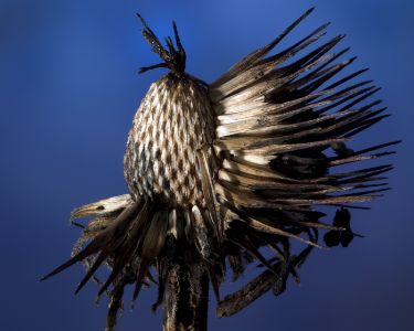 30-feather headdress