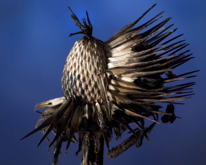 30-feather headdress