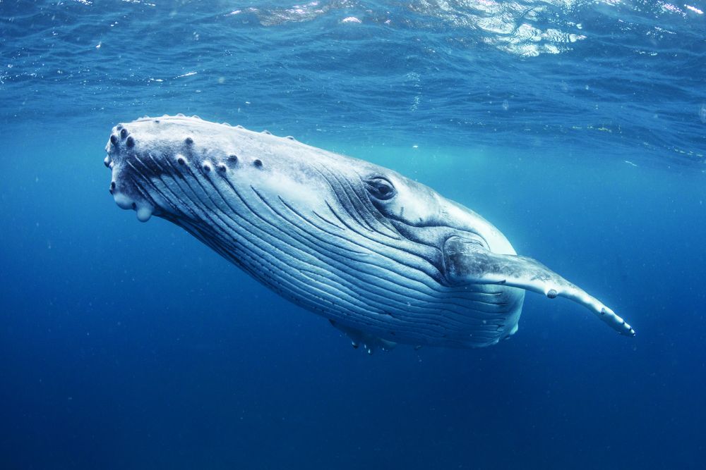 Humpback whale