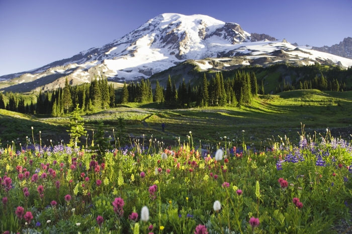 Mt Rainier National Park