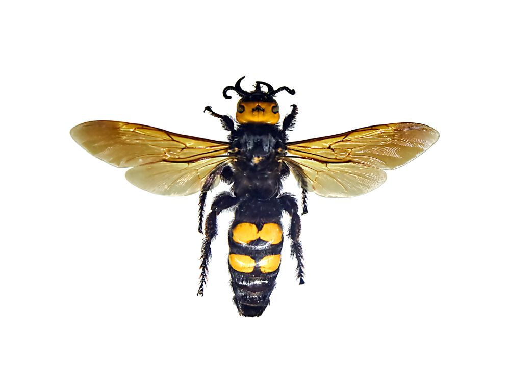 Wasp