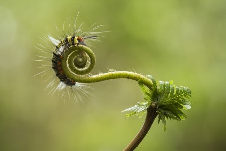 Fiddlehead and caterpillar