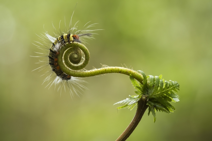 Fiddlehead and caterpillar
