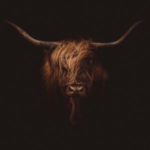 Highland bull