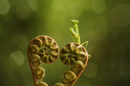 Fiddlehead and Preying Mantis