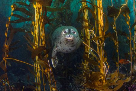 Seal in sea forest