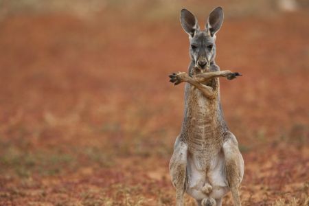 Kangaroo Confusion