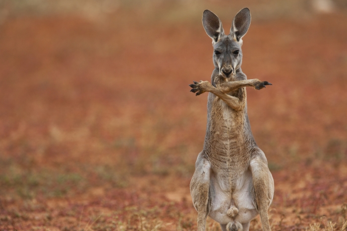 Kangaroo Confusion