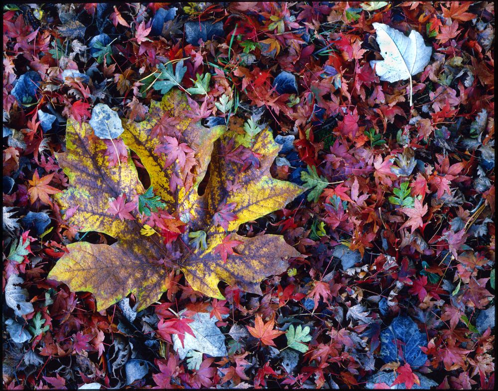 Maple Leaves in The Book
