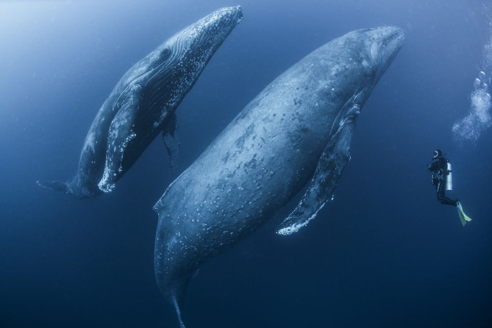 Whales communing with human