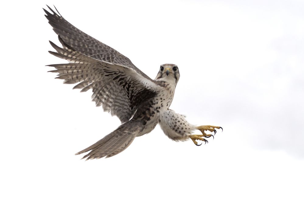 Peregrine Falcon