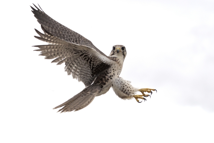 Peregrine Falcon