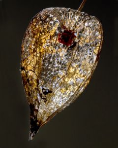 BacklitLantern24Jan2011