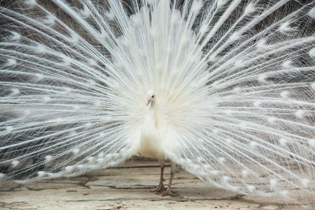 White peacock