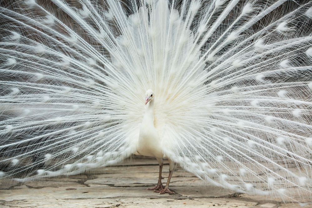 White peacock