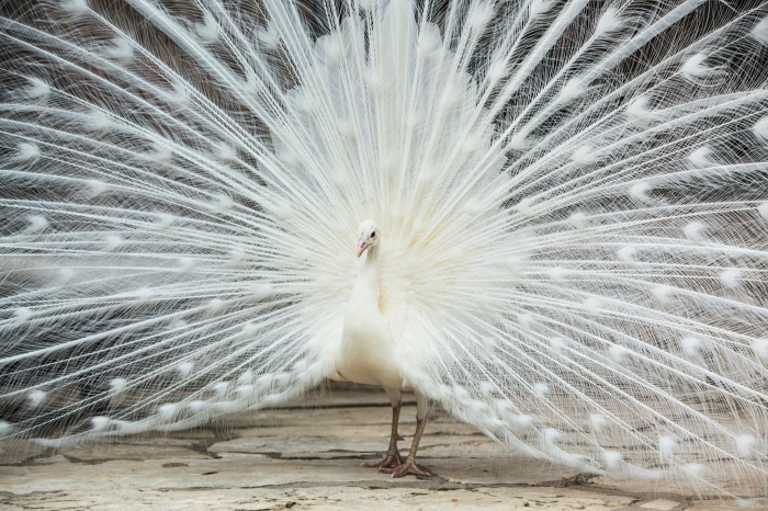 White peacock